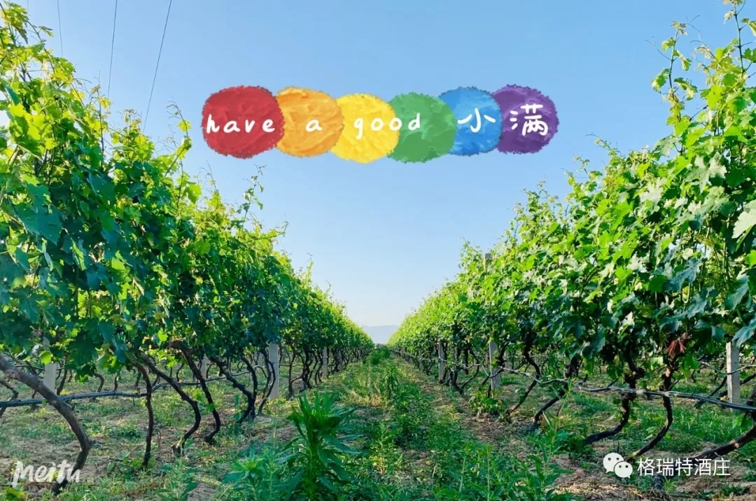 記錄小滿時(shí)節(jié)的酒莊、怎一美字了得！